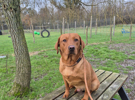 Fox Red Labrador for Stud