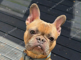 French Bulldog puppy