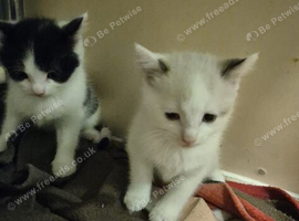 lovely kittens ready for a forever home mallard female