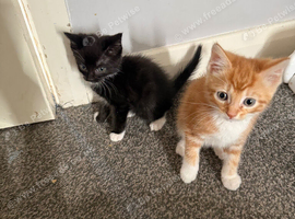8 week kittens for sale