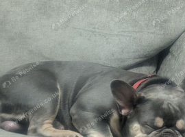French bulldog