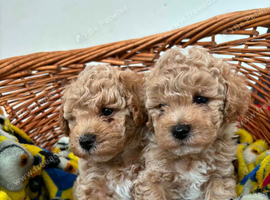 Beautiful asian maltipoo puppys
