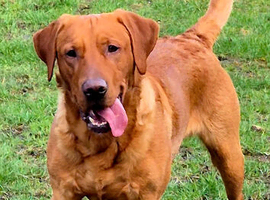 Fully Health Tested Red Fox Lab