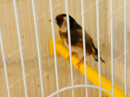 Goldfinch female for sale