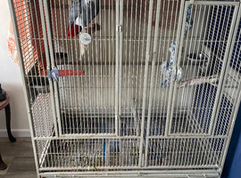 African grey parrot