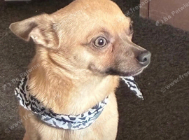 LOVING FOREVER HOME WANTED FOR SOBY