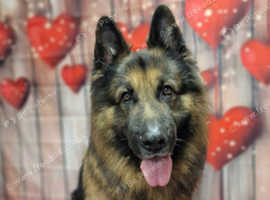 Looking for GSD bitch to breed with my boy
