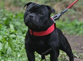 Staffordshire Bull Terriers