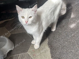 Russian cat