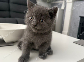 British shorthair kittens