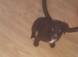 Collie cross lab