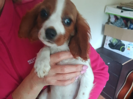 King Charles cavalier spaniels. Puppies