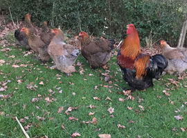 Brahma ( large fowl) hatching eggs