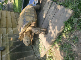 Adult Sulcata tortoise for sale