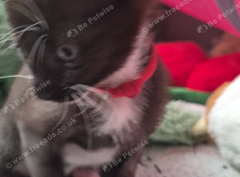 3 x brees kitten