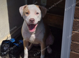 Female  jonhson  bulldog