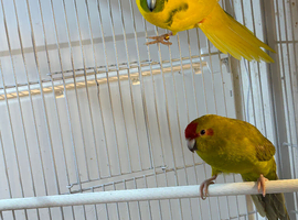 Breeding pair of kakarikis