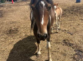 Lovely mare and filly foal for sale