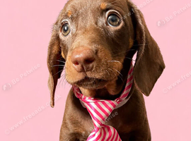 Two gorgeous puppy girls available