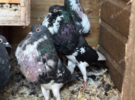 Norwich croppers