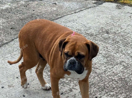 Super friendly Boxer Girl