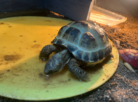 Male Horsfield tortoise