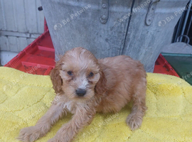 Cockapoo puppy one left