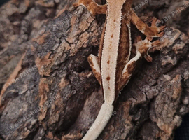 Lilly White Crested Gecko's