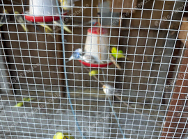 Budgies for sale