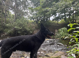KC German shepherd