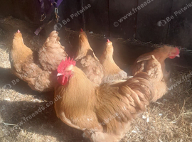 Buff & Lavender Orpington hens & Cockerels for sale
