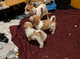 Jackchi/ maltese puppies