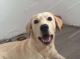 Urgently rehome