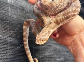 Hognose het albino