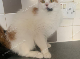 Lovely cat in need of a home