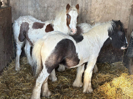 3 beautiful cob colt foals