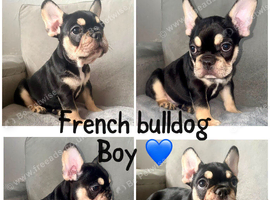 French bulldog puppies