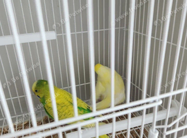 Breeding pairs of budgies