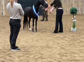 4yr old aspc mare