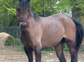 Project pony