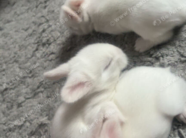 3 beautiful white blue eyed rabbits for sale looking for there forever home