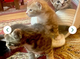 2 girl kittens