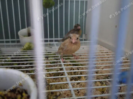 Raza canaries for sale