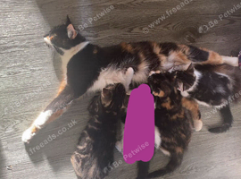3 beautiful girl kittens