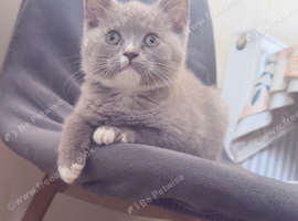 British Shorthair