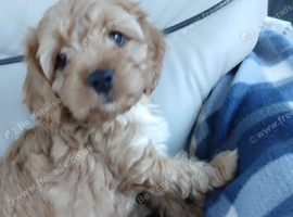 Cavapoo puppies for sale