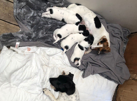 Gorgeous Jack Russell Pups &ndash; Ready For Forever Homes (Slightly Negotiable)
