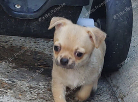 Pedigree  chihuahua boys