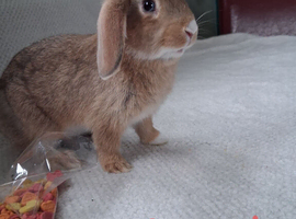 Mini lop x mini rex bunnies seeking loving home