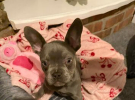 last of the littler beautiful frenchie